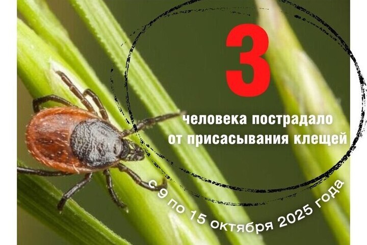 Клещи продолжают угрожать здоровью псковичей