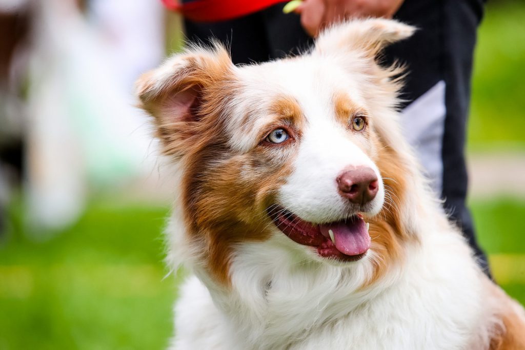 Эксперт прокомментировала идею ограничения количества кошек и собак в квартирах