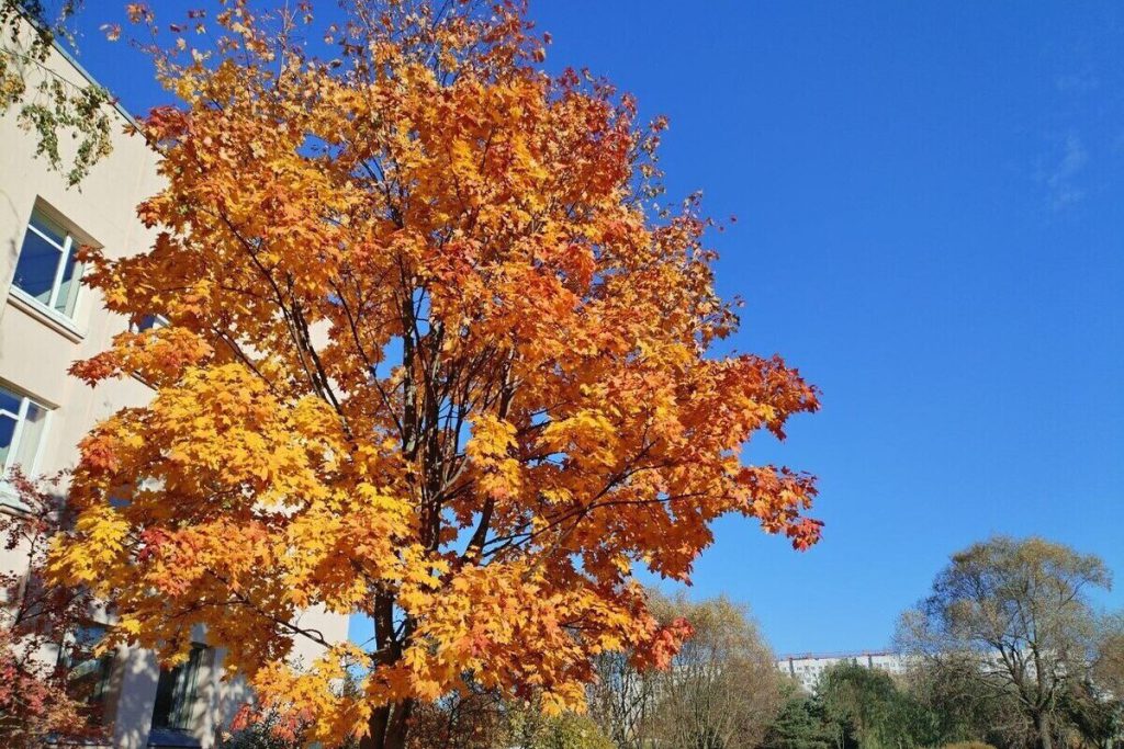 Магнитная буря на Земле закончилась 19 октября