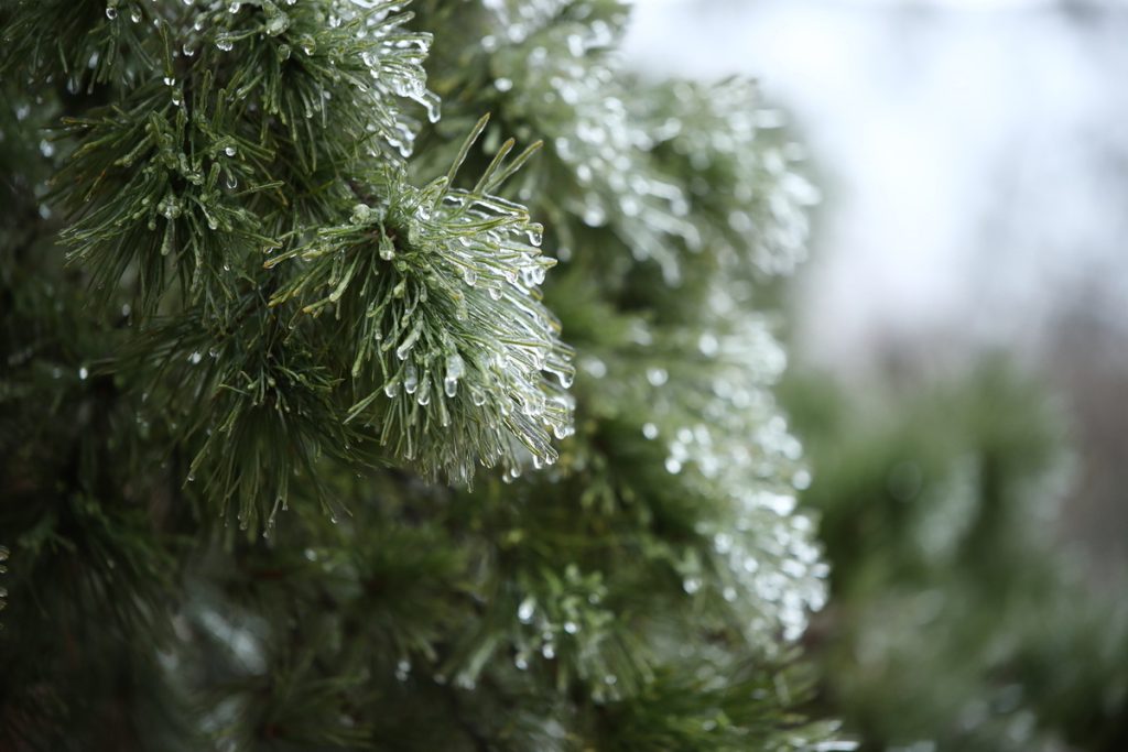 Волгоградским дачникам назвали методы подготовки плодовых культур к холодам