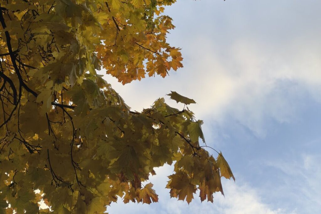 В Ленобласти 18 октября ожидается погода без осадков и до +8 градусов