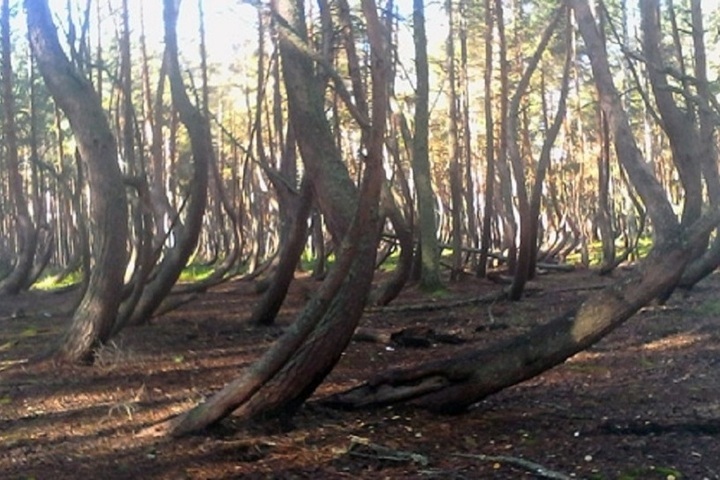 Il Misterioso Bosco Ubriaco in Russia: Un Luogo di Meraviglia e Mistero