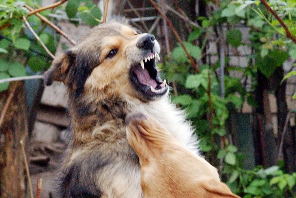 Убившие мальчика собаки, покусали еще одного жителя