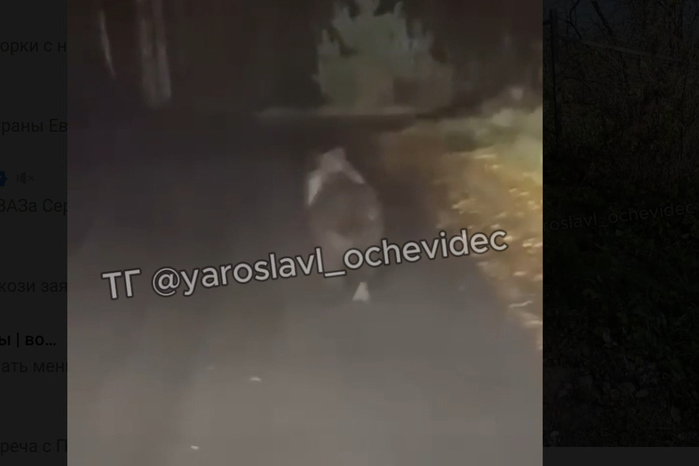 Orsi nella regione di Jaroslavl: un segnale di allarme per la conservazione dell&#039;ambiente naturale