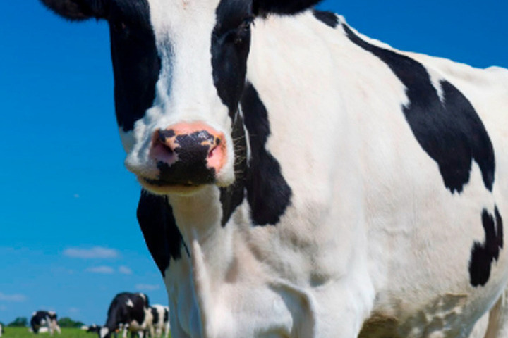 С “Брянской мясной компании” взыскали ущерб за выпас коров на кладбище