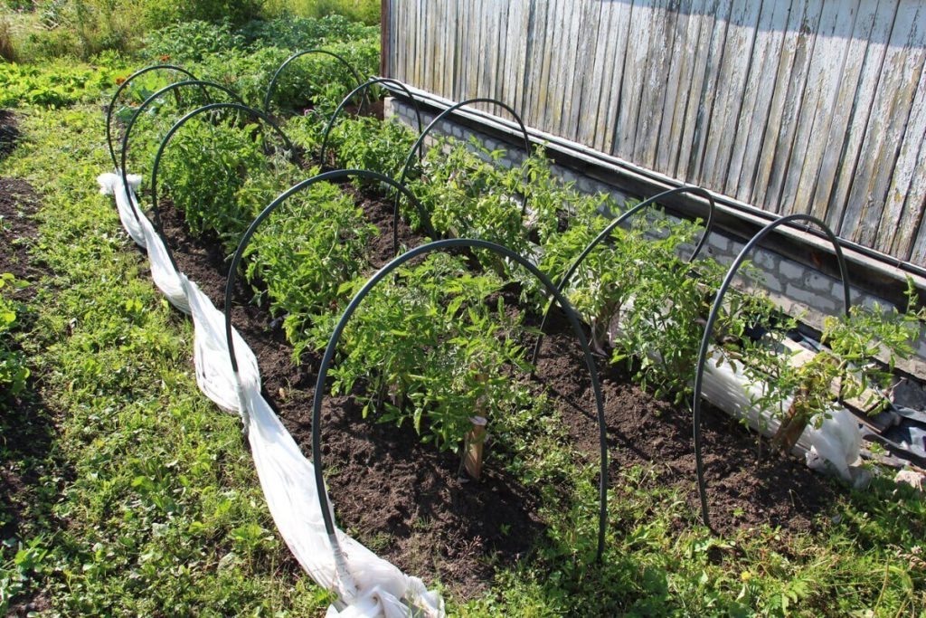 В Гурьевске сняли карантин по западному цветочному трипсу