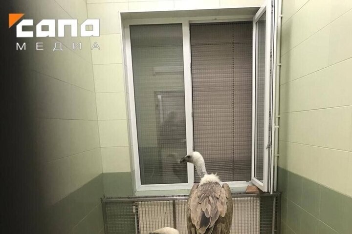 Animali salvati da uno zoo illegale in Daghestan arrivano a San Pietroburgo per riabilitazione dopo sequestro da parte delle autorità locali