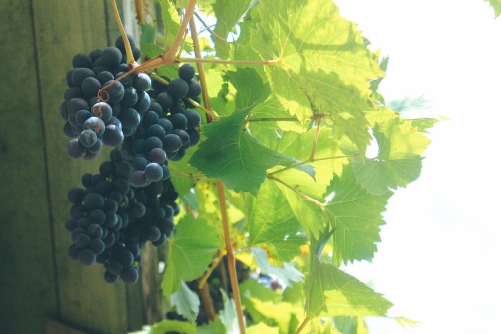 Новгородцам посоветовали есть свежие овощи и фрукты для крепкого иммунитета