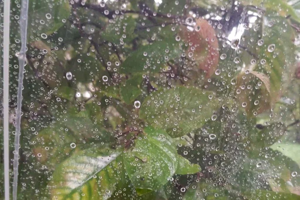 Новгородской области пообещали пасмурную погоду с дождем и мокрым снегом