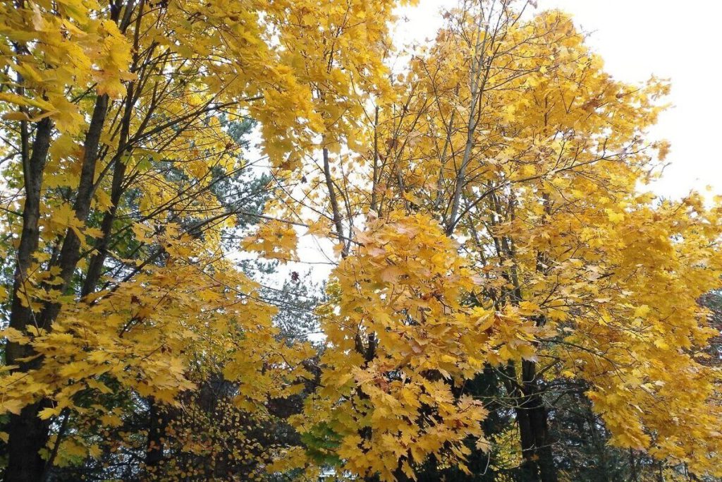 Previsioni Meteo per il 16 Ottobre nella Regione di Leningrado: Pioggia e Vento Attesi