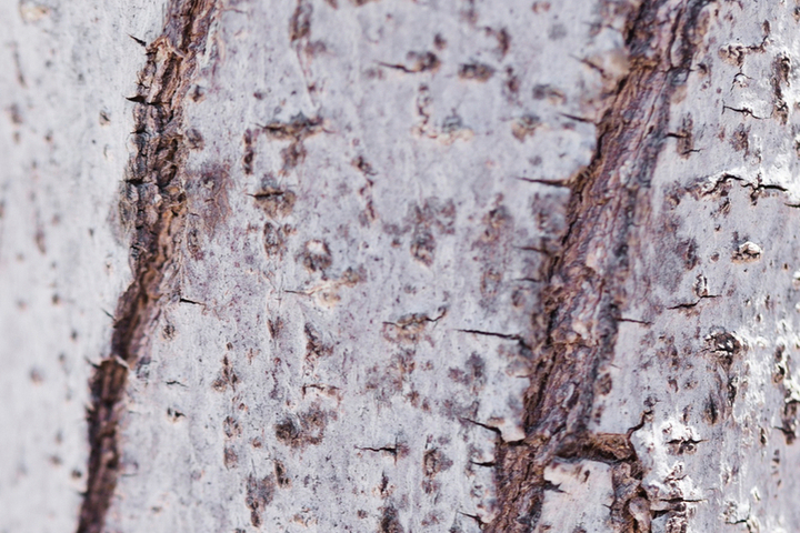 Спасательная операция в тамбовских садах: почему побелка деревьев в октябре убережет ваш урожай