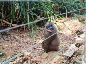La lotta per salvare i drill monkeys minacciati della Nigeria: una fattoria che si batte per la conservazione della biodiversità