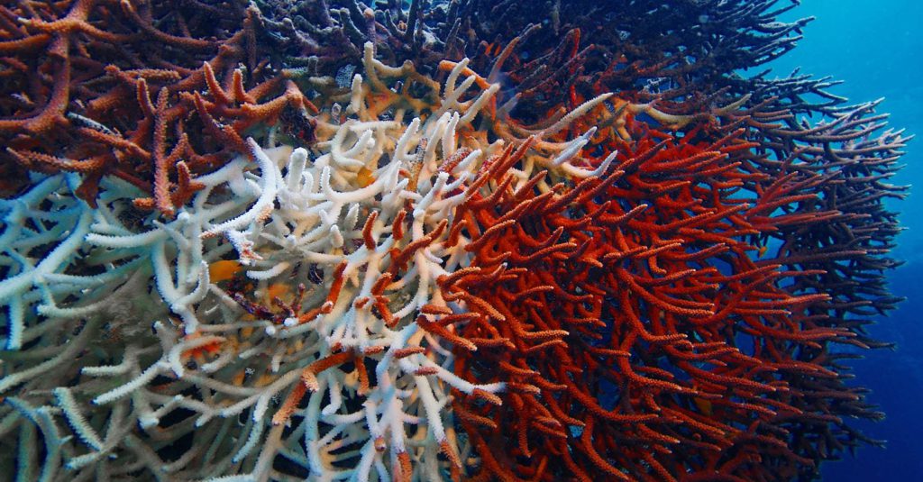 La Difesa della Biodiversità: Il Ruolo della Ricerca Condivisa nel Futuro del Pianeta