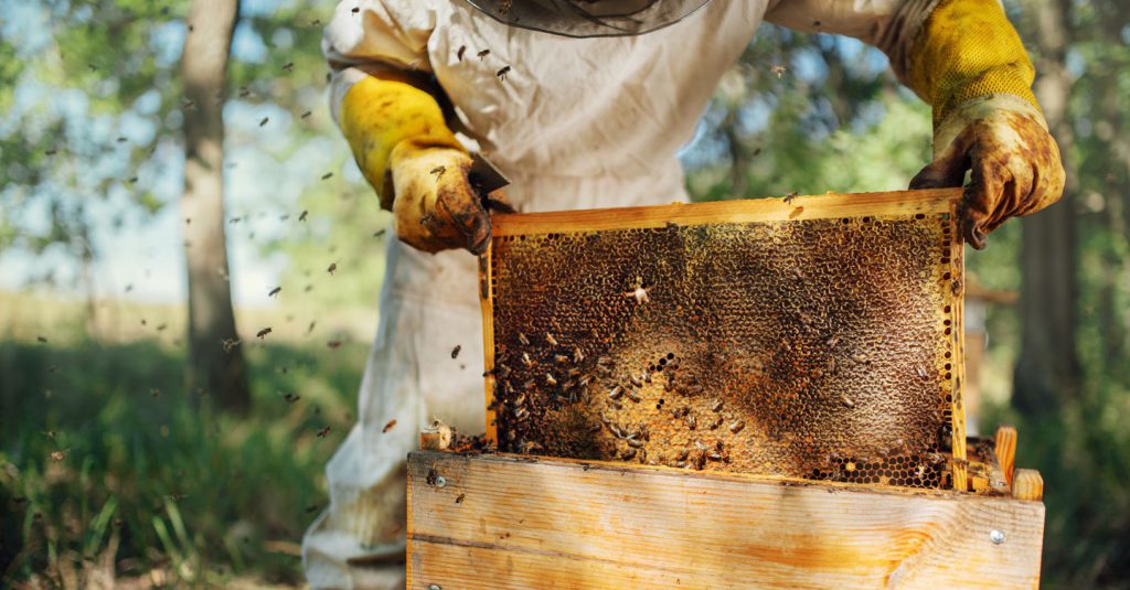 Sostegno all&#039;Apicoltura Siciliana: 1,3 Milioni di Euro per il Futuro delle Api