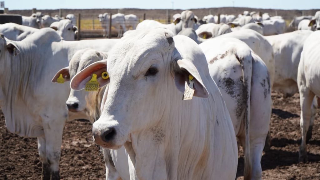 Fenagro 2025: il più grande evento agropecuario del Nordeste si apre a Salvador con ingressi a partire da 10 real