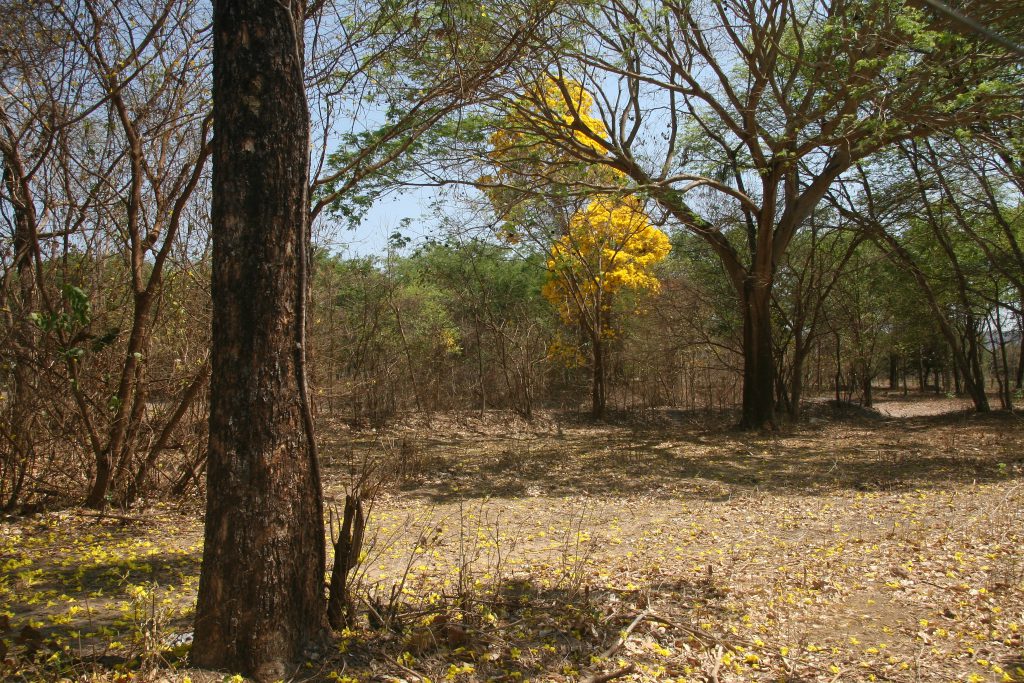 La Fondazione Vovó do Mangue alla COP 30: un impegno per la difesa dei mangrovieti e il contrasto alla crisi climatica