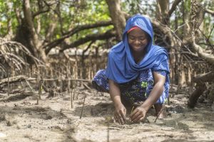 Reviving Mangroves at the Edge of Mozambique Channel