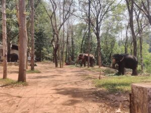 Conflitto Uomo-Elefante in Kerala: Una Relazione Complessa che Richiede Comprensione e Azione