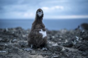 Mexico, Spain, East Africa, Awarded For their Ecosystem Restoration Programs
