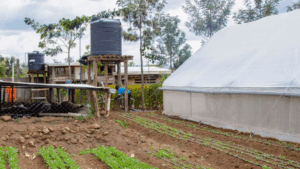 La Tanzania Affronta la Realta&#039; della Siccita&#039; e dei Cambiamenti Climatici: Una Storia di Resilienza e Speranza