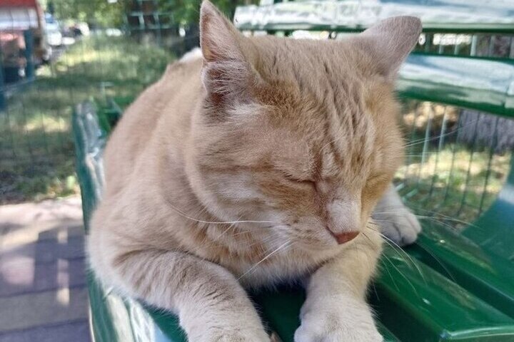 В Белгороде пройдет благотворительный фестиваль «Котопес»