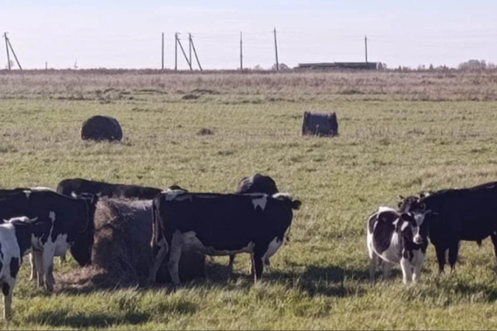 Mucche in libertà devastano campi nel distretto di Zelenogradsk: danni economici e preoccupazioni per l&#039;economia locale