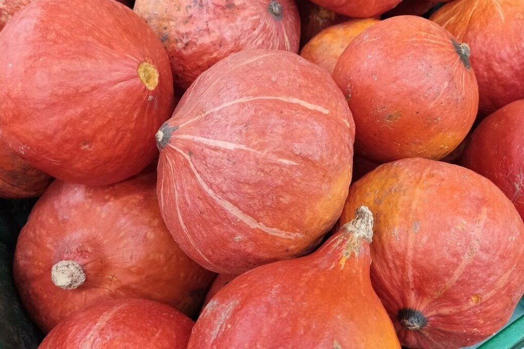 Тыква и яблоки спасут ленинградцев от осенних простуд