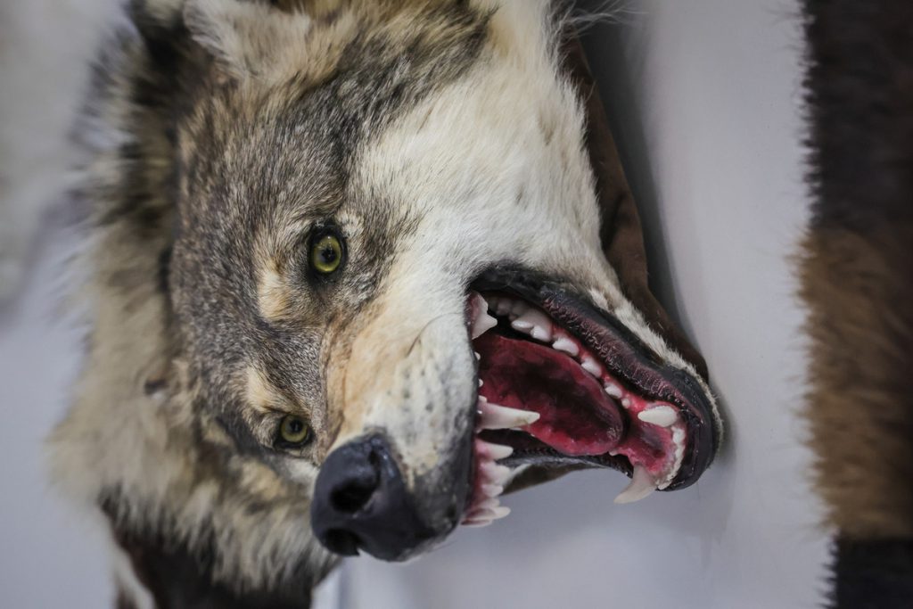 Lupo pericoloso ucciso in India dopo una serie di attacchi contro la popolazione locale