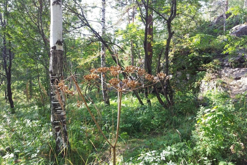 В 59 километрах от Ивделя нашли скелет человека