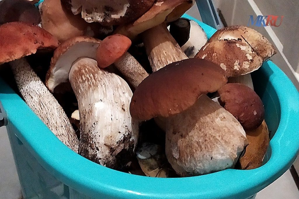 В Калужской области пошли грибы