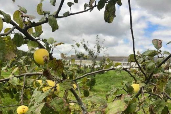 В четырёх районах Калужской области нашли фитоплазму на яблонях