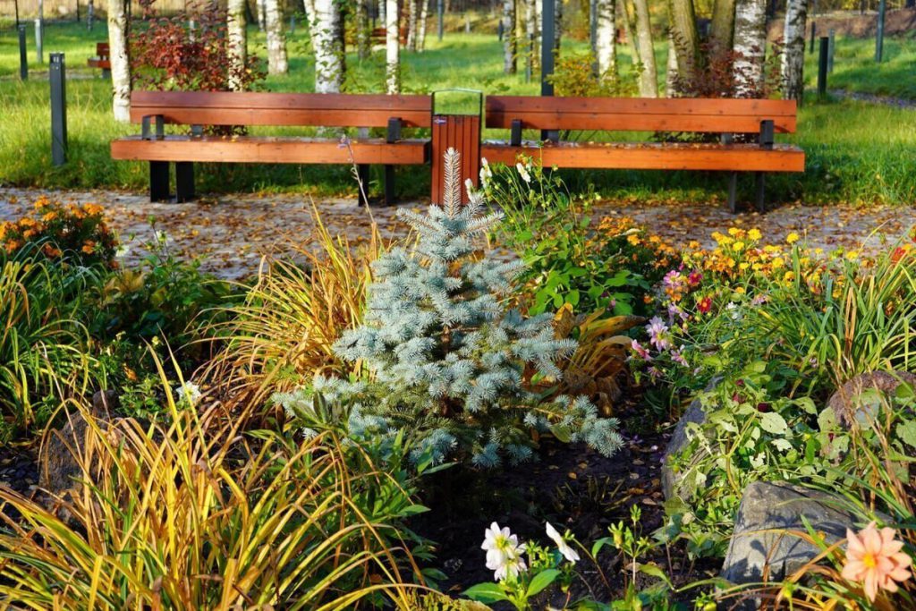 Новгородец родил сына и подарил дерево