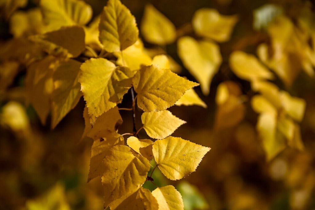 Il Giorno di Foma: Tradizioni e Superstizioni del 19 Ottobre