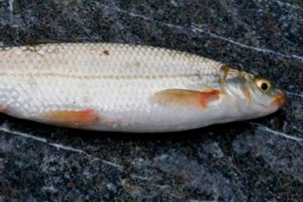 В Липецкой области задержали белгородца за ловлю краснокнижного подуста