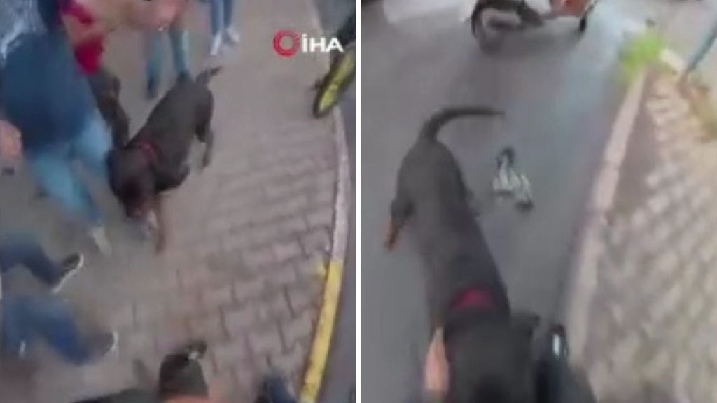Ağızlıksız gezdirilen &#039;Rottweiler&#039; cinsi köpek dehşet saçtı! Saldırı anı kamerada
