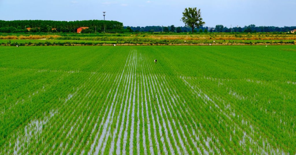 Investimenti per il Futuro: 40 Milioni di Euro per la Diversificazione delle Imprese Agricole in Sicilia