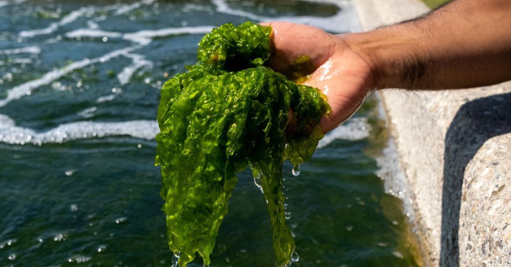 Le Alghe: Una Nuova Frontiera per l&#039;Agricoltura Sostenibile e la Riduzione delle Emissioni di Gas Serra
