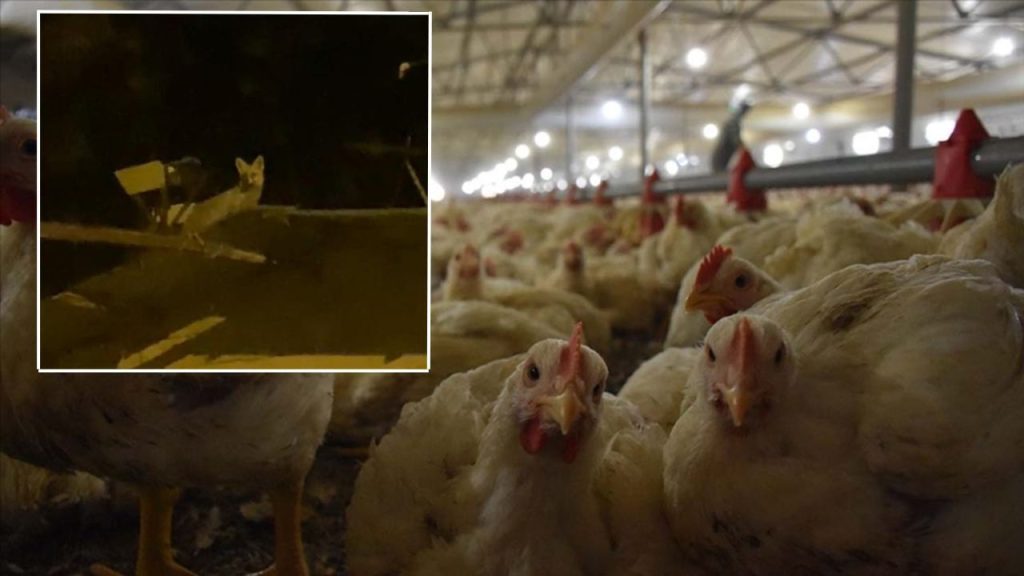 Ankara&#039;da nöbet tutan vatandaş şoke oldu: Tavuk hırsızını yerde ararken gökte buldu!