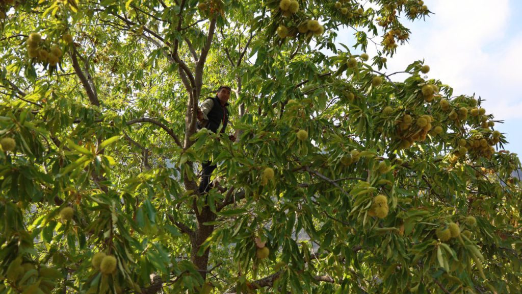 Aydın&#039;da hasat başladı! 60-70 metrelik ağaçlara çıkıp günlük 5 bin TL kazanıyorlar