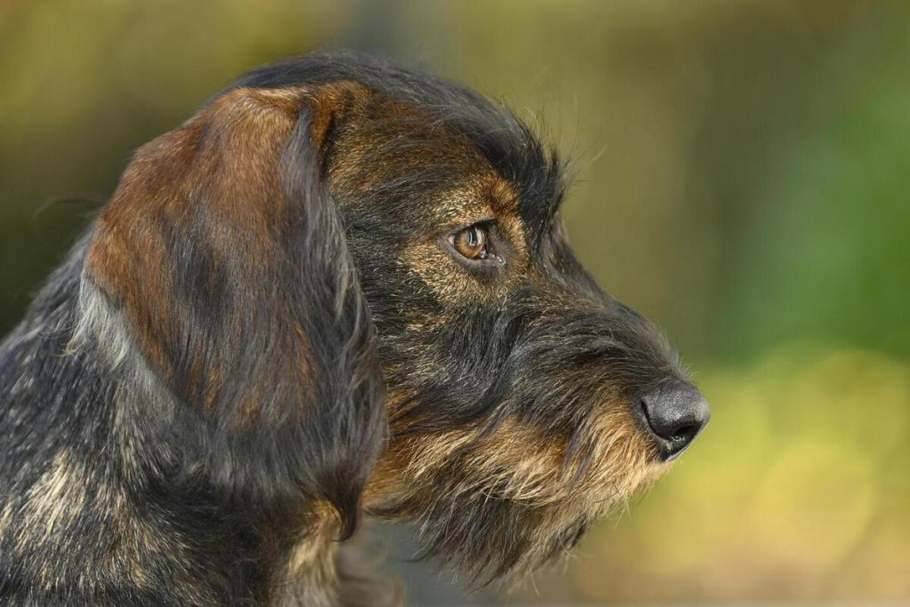 В Германии туристка с собакой нашла тело пропавшего мальчика