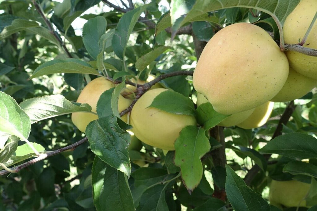 В Крыму ожидается снижение урожая семечковых и косточковых культур