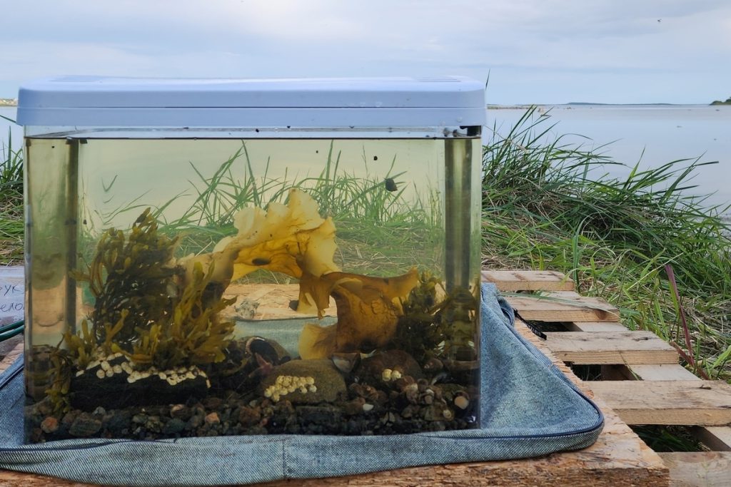 Acquario sulle Isole Solovki: un passo avanti per la ricerca scientifica e la conservazione della biodiversità marina