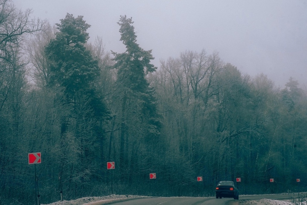 Pericolo sulla strada: la migrazione degli alci nella regione di Tula mette a rischio i guidatori