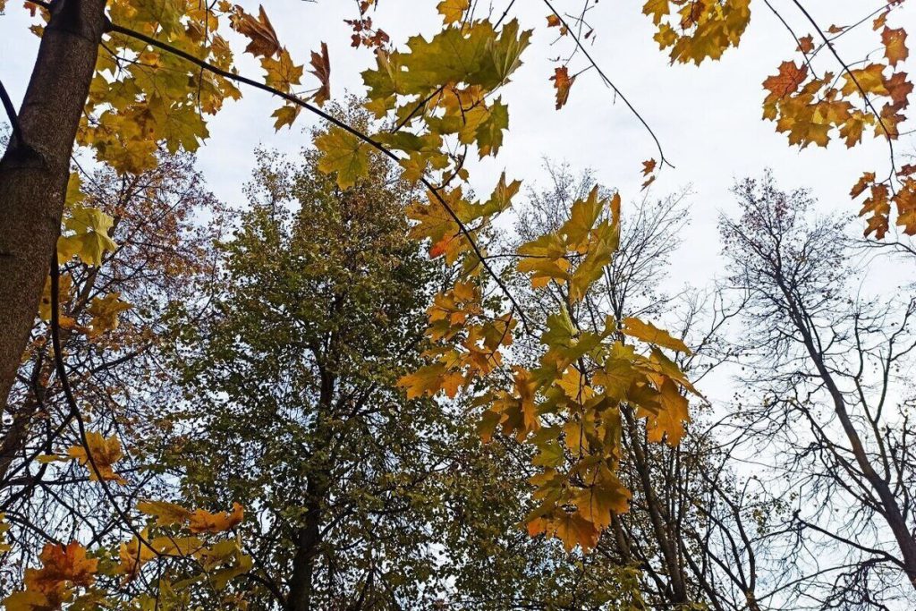 Primo Nevicato nella Regione di Kostroma: Impatto sulla Vita Quotidiana e sull&#039;Economia Locale