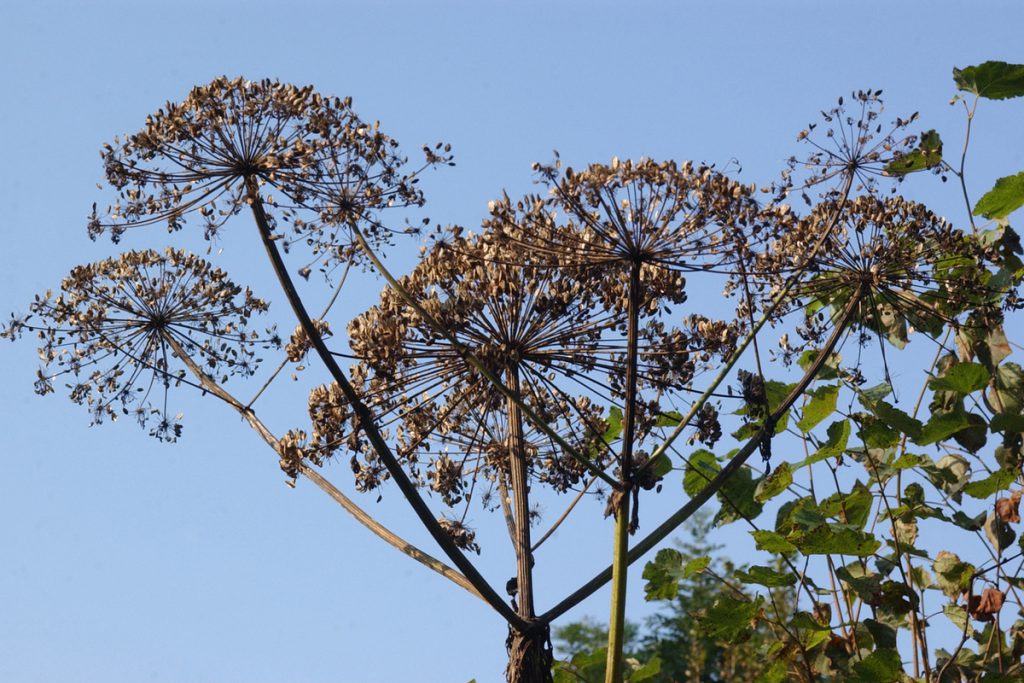 Russia introduce obbligo di lotta contro il borščevik sui terreni privati a partire dal 2026 per proteggere ambiente e salute pubblica