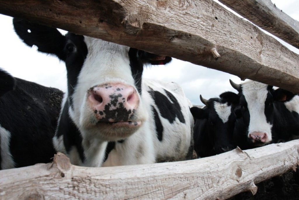 Nuovo Complesso Caseario Vicino a Gusev: Investimento di 18.000 Vacche per la Produzione di Latte e Derivati