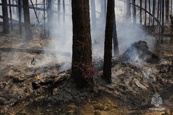 В лесах Чувашии наблюдается высокая пожароопасность