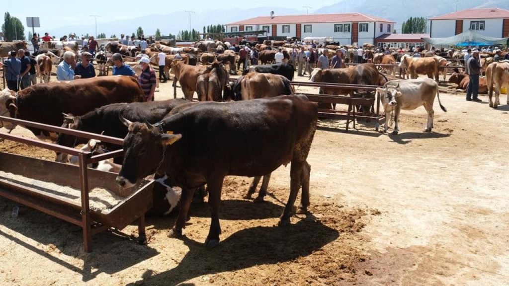Bir il diken üstünde! 34 köyde şap karantinası