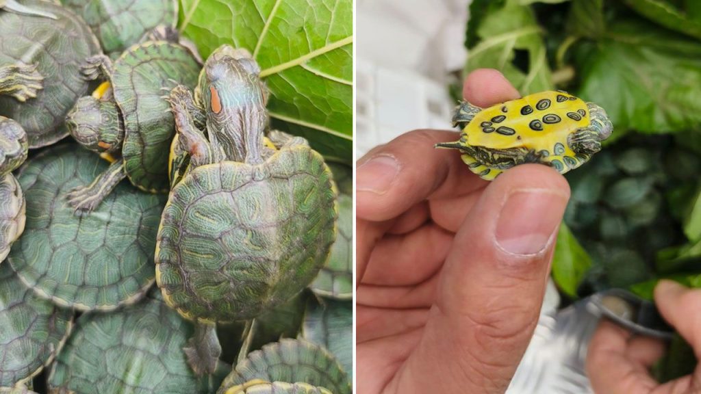 500 Kaplumbağalar in un Autobus: la Minaccia delle Specie Invasive in Turchia