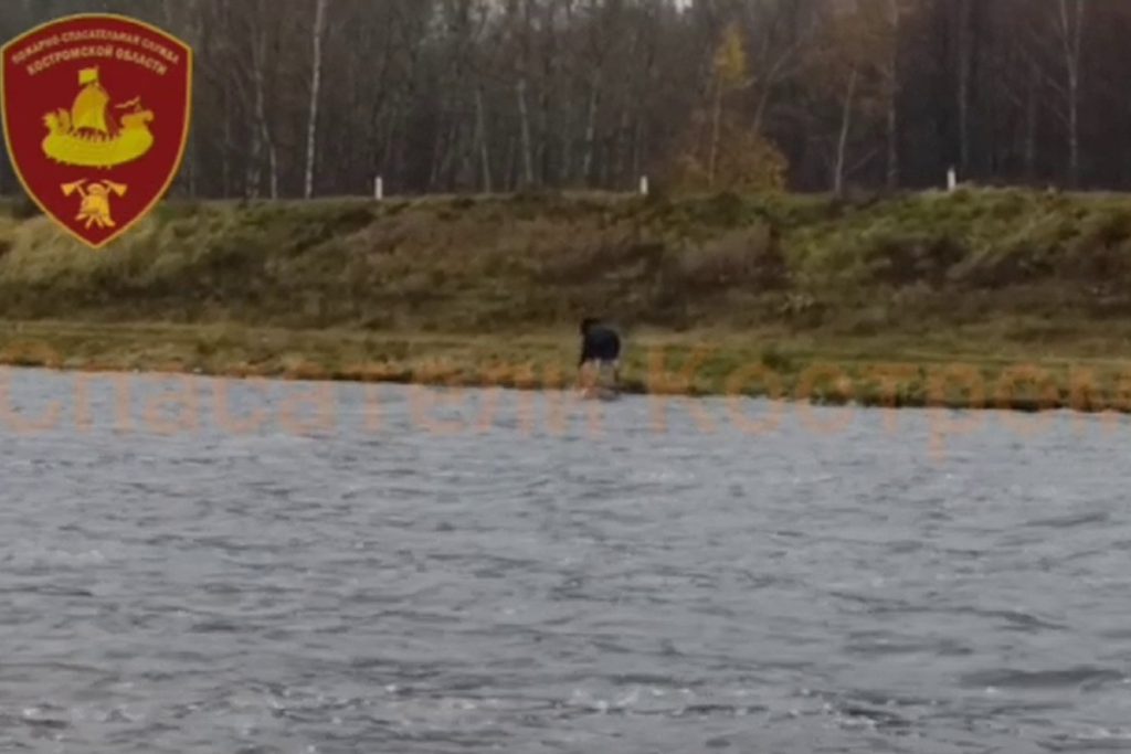 Vigili del Fuoco di Kostroma Intervengono per Assistere un Alce in Difficoltà sul Fiume Volga